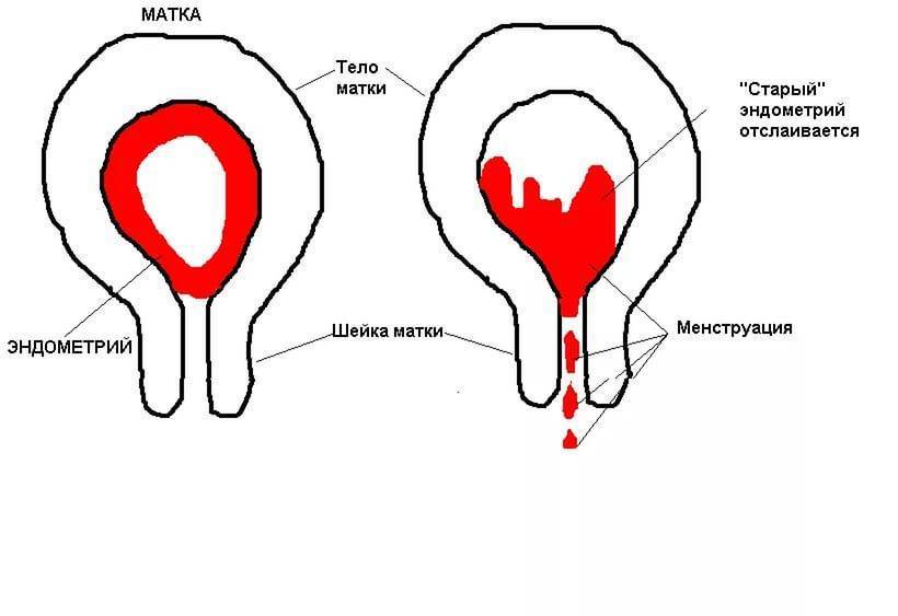 Месячные у женщин: когда менструация превращается в критические дни * клиника диана в санкт-петербурге