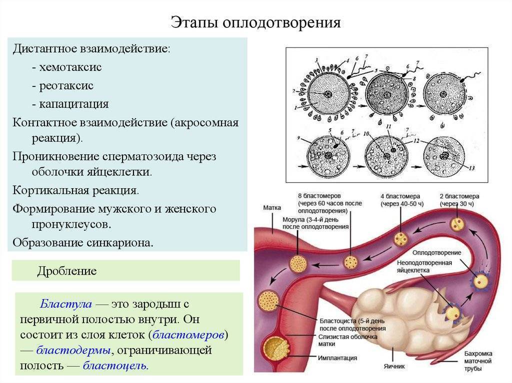 Имплантация эмбриона – ощущения, признаки. на какой день происходит имплантация эмбриона?