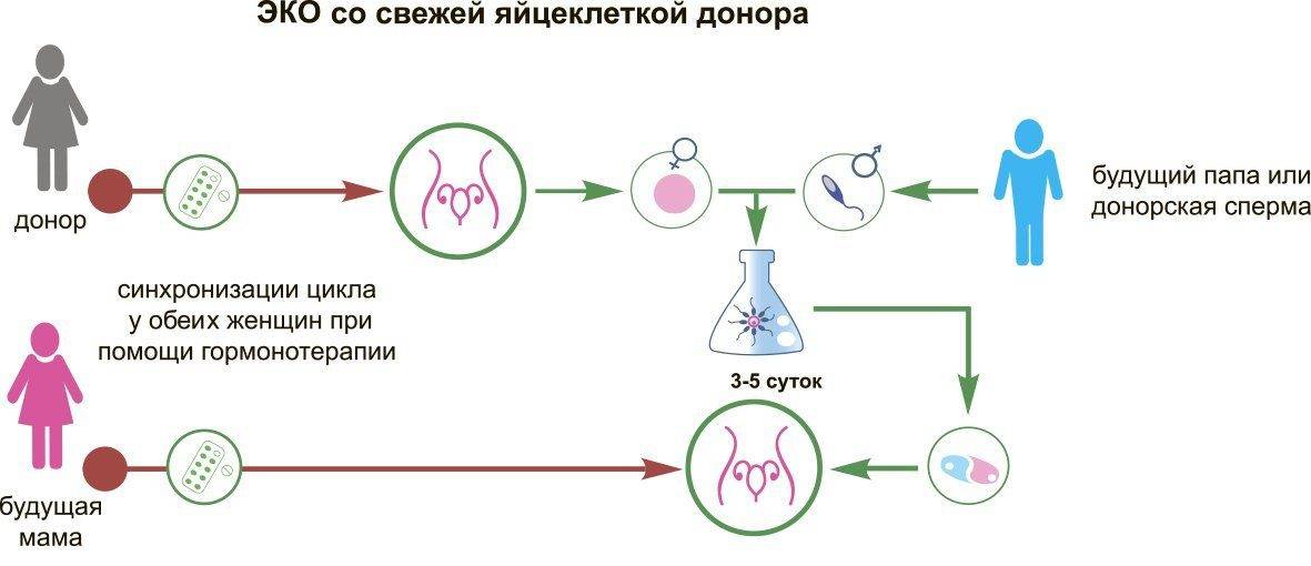 Процесс эко: от стимуляции суперовуляции до переноса и развития эмбриона | день имплантации эмбриона