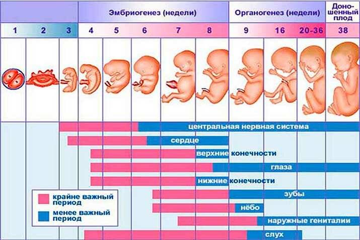 Внематочная беременность: симптомы и признаки – напоправку