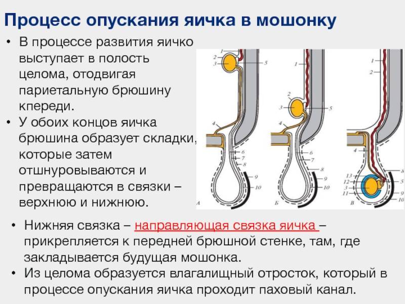 Операция при крипторхизме в москве, проведение операции при крипторхизме у детей в клинике цэлт.