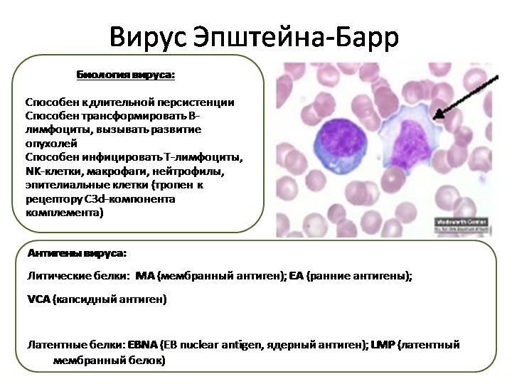 Вирус эпштейна-барр, днк ebv в крови