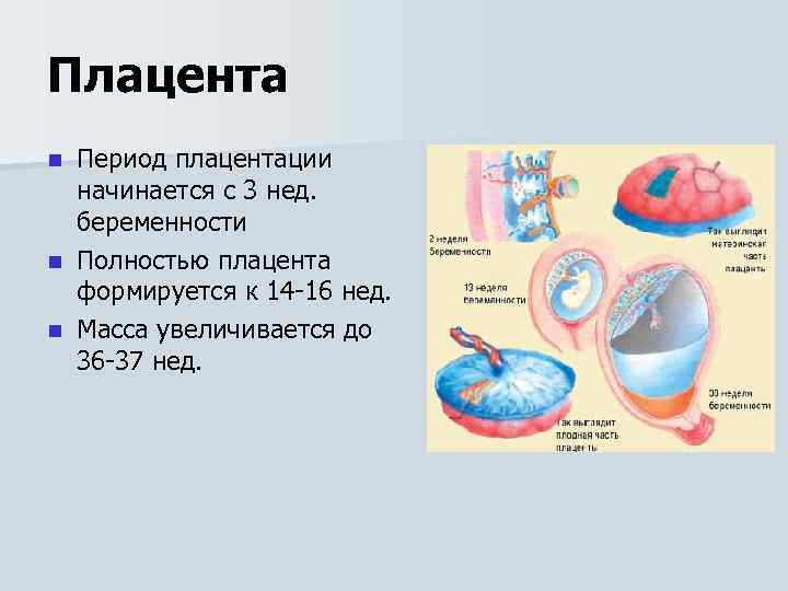 Плацента: когда она формируется, на каком сроке беременности завершается процесс формирования? на какой неделе формируется плацента