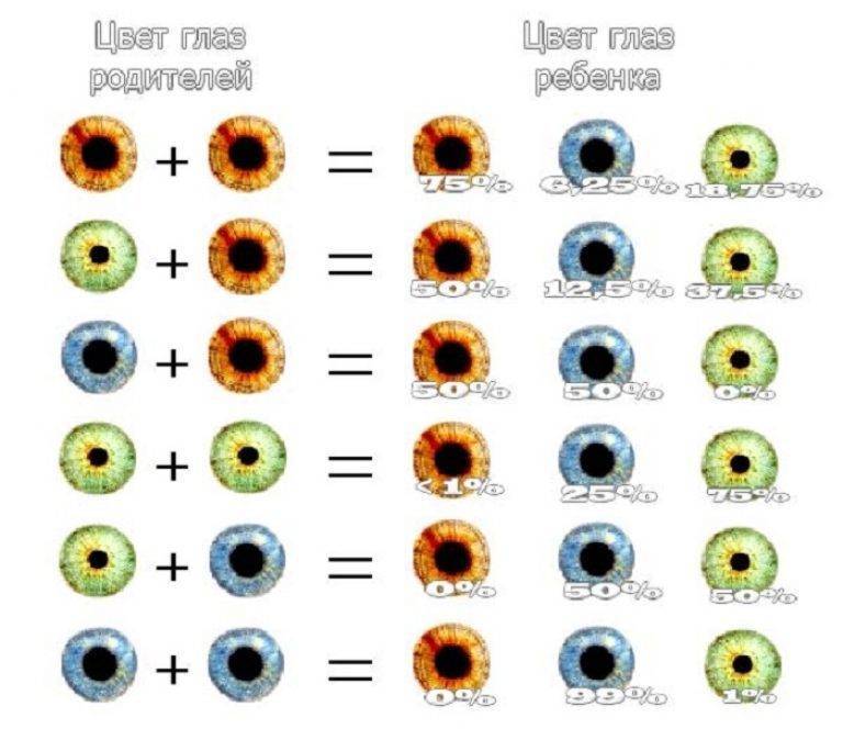 Какой цвет глаз у ребёнка будет от родителей - таблица oculistic.ru какой цвет глаз у ребёнка будет от родителей - таблица