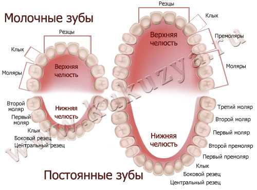 Зубы: названия, типы и возраст прорезывания - medical insider