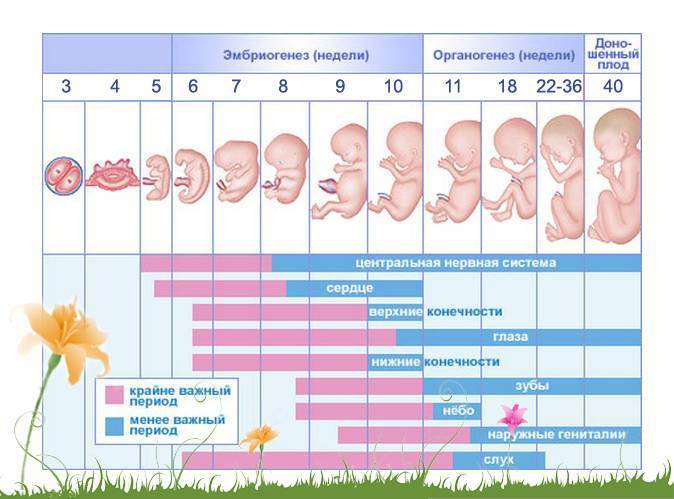 Живот во время беременности: от чего зависит размер и форма?