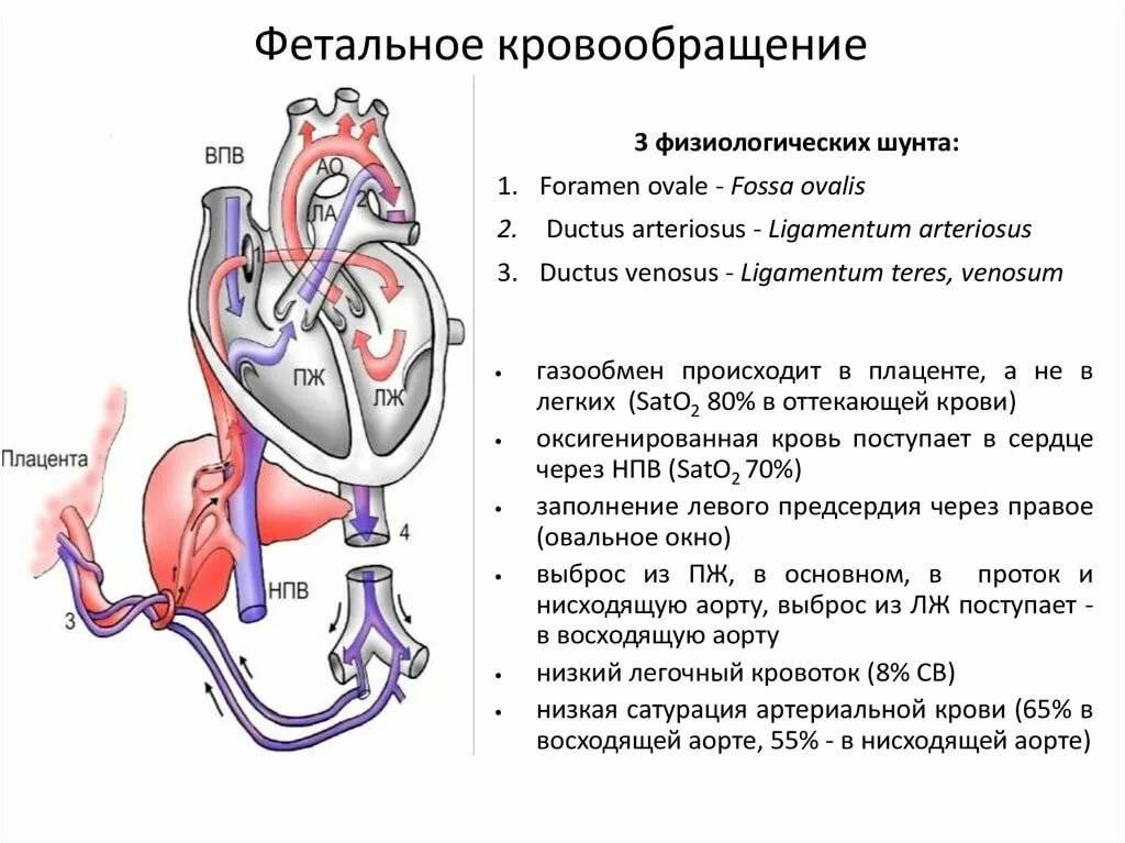 Особенности кровообращения у человеческого плода: анатомия, схема и описание гемодинамики