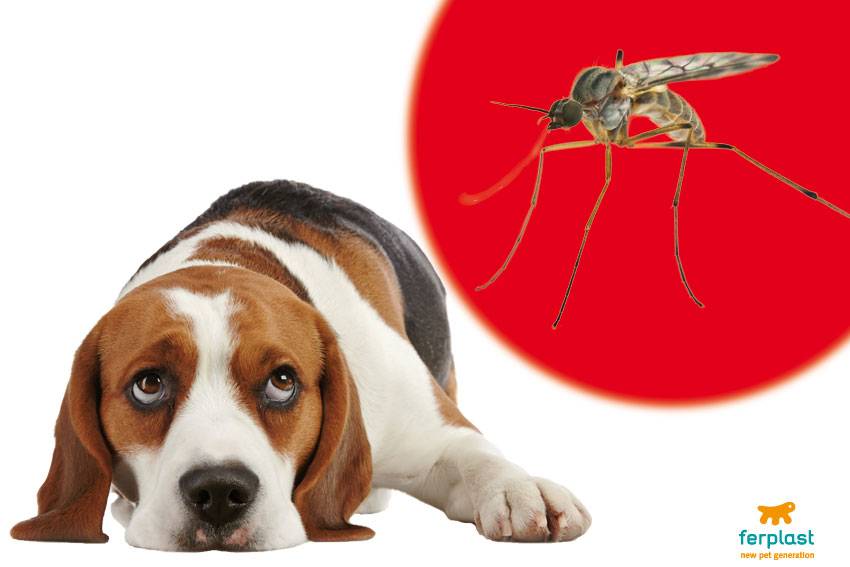 Чем для детских глаз опасны укусы комаров?