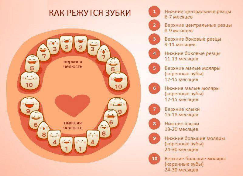 Как растут зубы у грудничков: в какой последовательности и порядок роста, схема