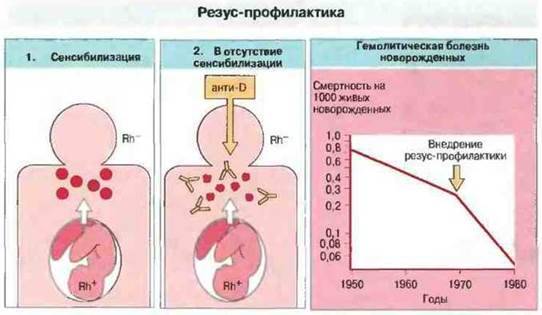 Резус-конфликт. закономерности наследования ребенком группы крови и резус-фактора. группа крови ребенка. резус конфликт