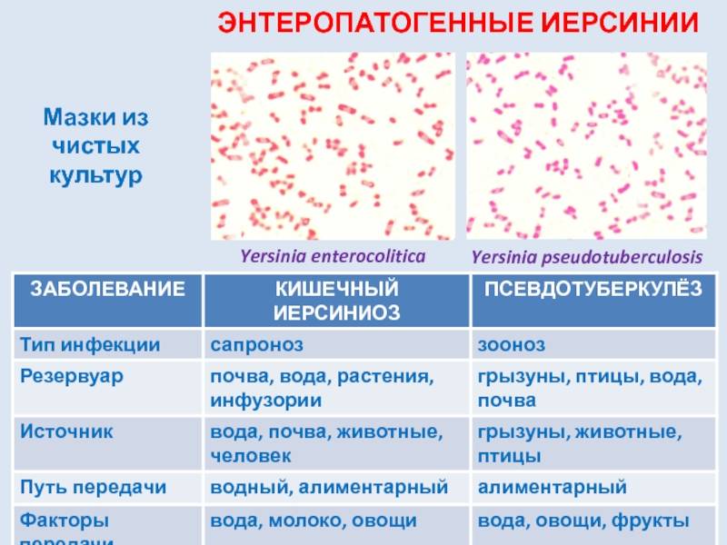 Антитела к возбудителям иерсиниоза и псевдотуберкулеза, yersinia enterocol.,pseudotub, рпга (титр)