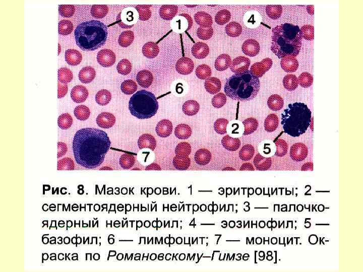 Мазок крови человека рисунок с обозначениями