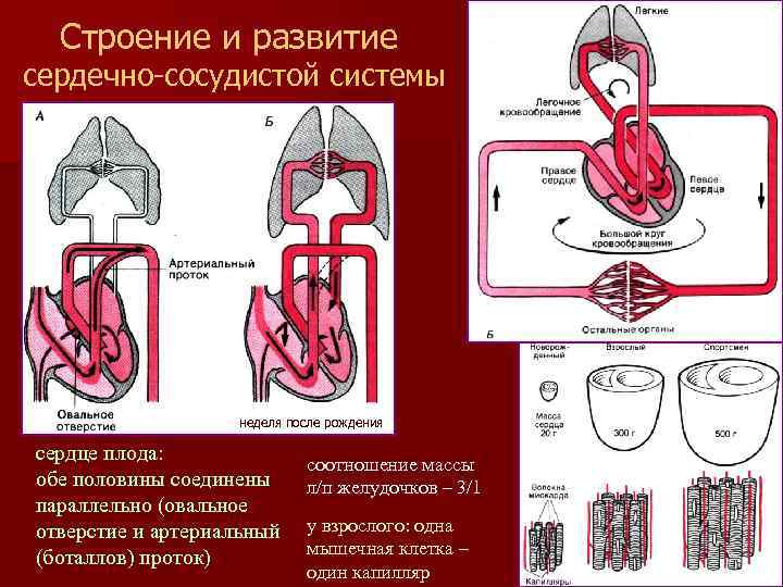 Особенности кровообращения плода. дипломная (вкр). биология. 2011-09-29