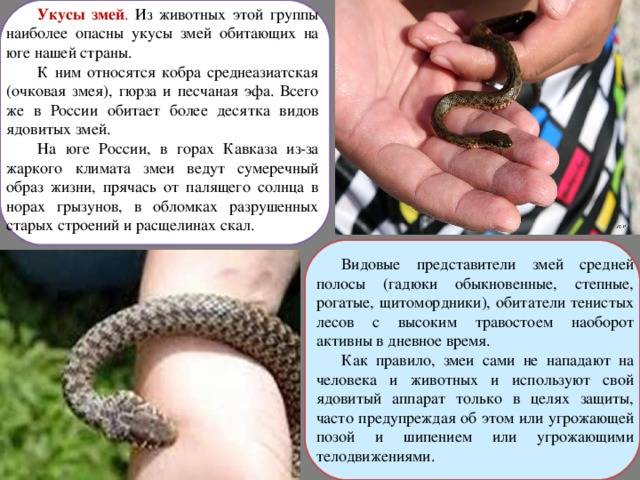 Как определить и лечить укусы змей