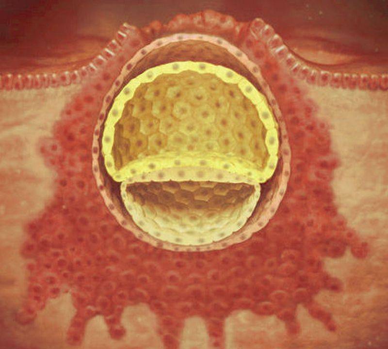 Имплантация эмбриона: особенности процесса, признаки и меры предосторожности для сохранения беременности