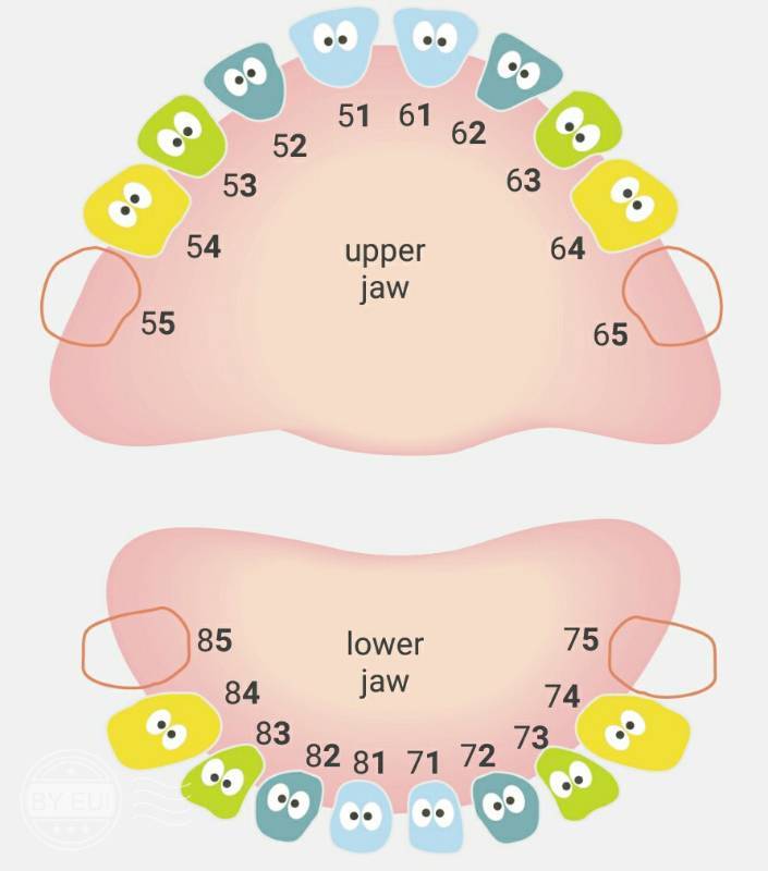 Зубы: названия, типы и возраст прорезывания