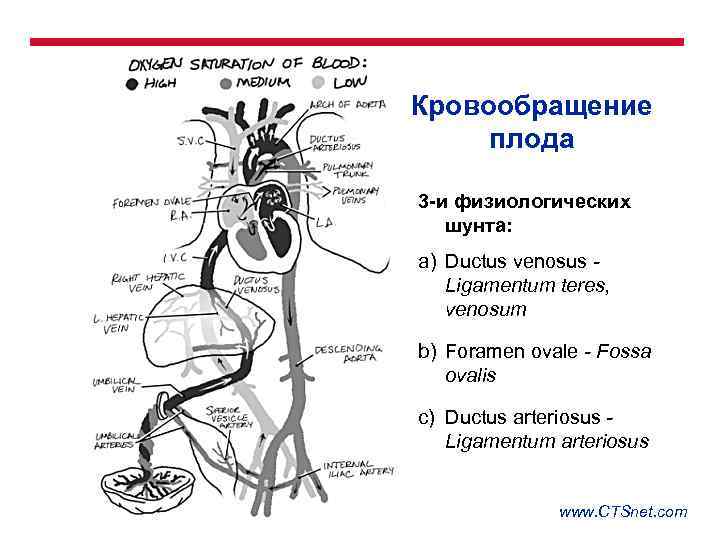 Особенности кровообращения у плода. кровообращение плода. анатомические и физиологические особенности сердечно-сосудистой системы плода