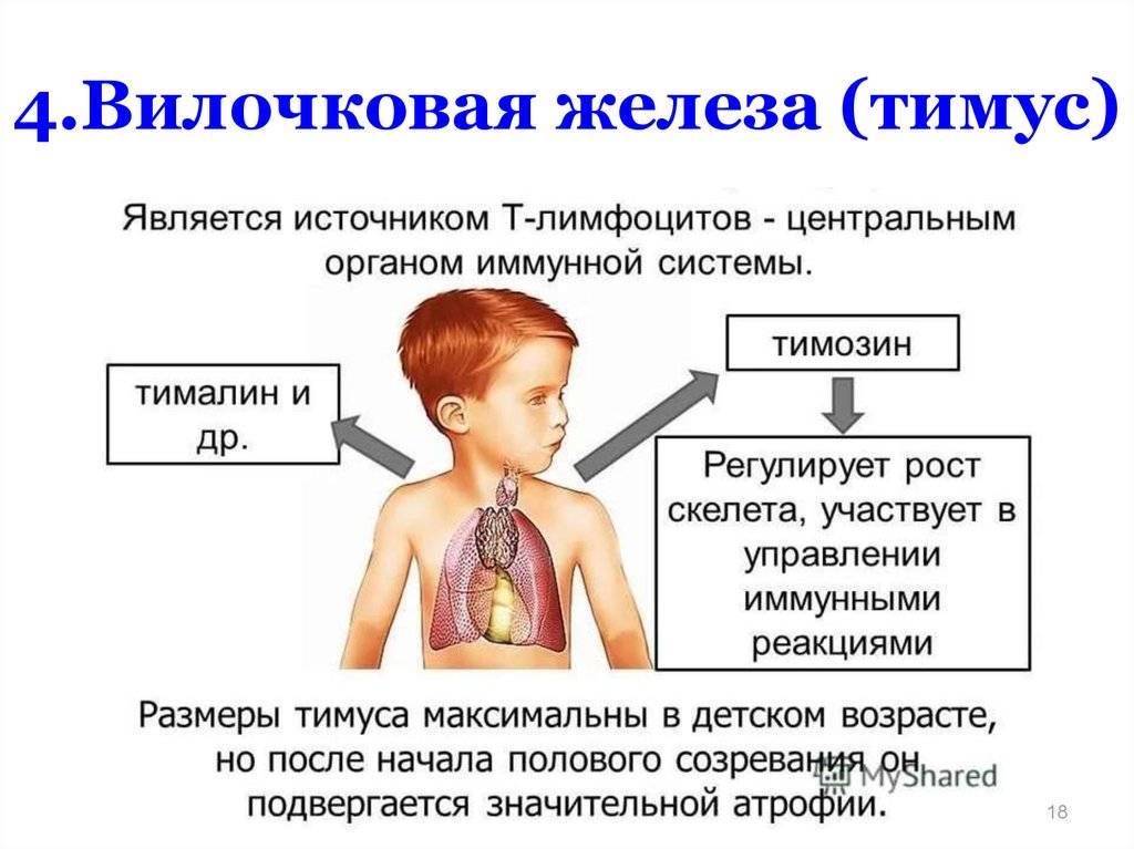 Обследование и диагностика щитовидной, паращитовидных, слюнных желез, тимуса