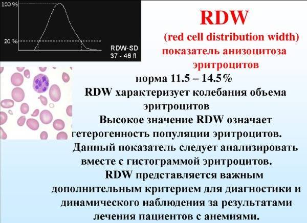 Rdw в анализе крови: что это, почему повышен. норма и расшифровка результата - kardiobit.ru