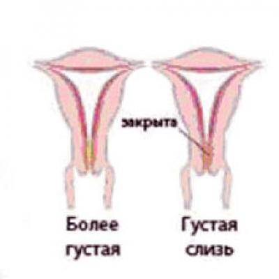 Изменения шейки матки в зависимости от фазы менструального цикла