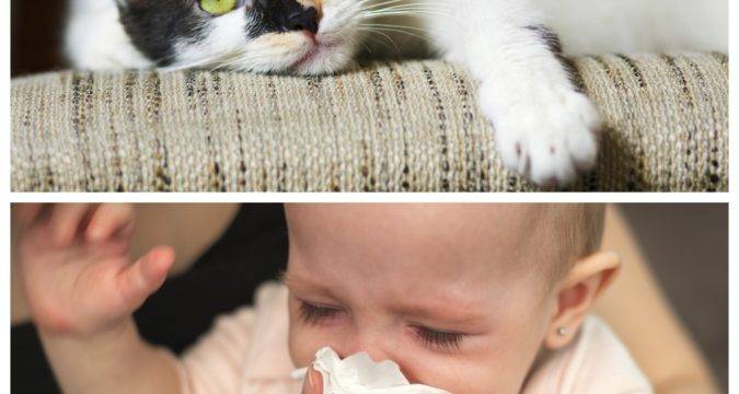 Аллергия на животных