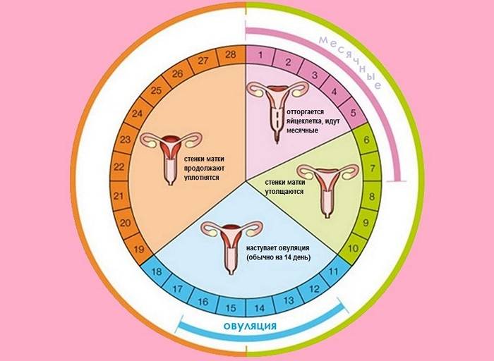 Сбой месячных — идеальный менструальный цикл и патологии