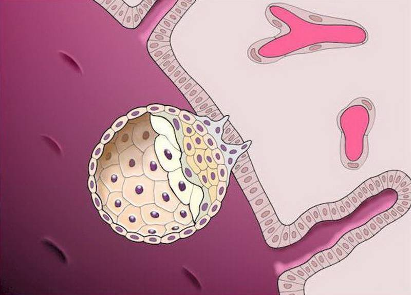 Имплантация яйцеклетки в матку - важный этап беременности