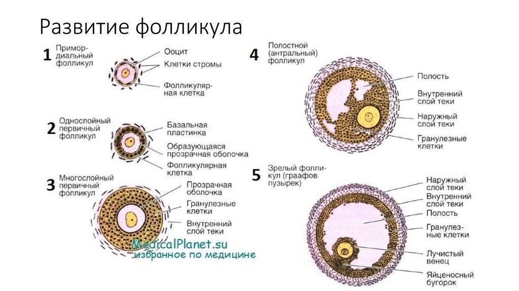Овариальный резерв яичников — запас яйцеклеток ограничен * клиника диана