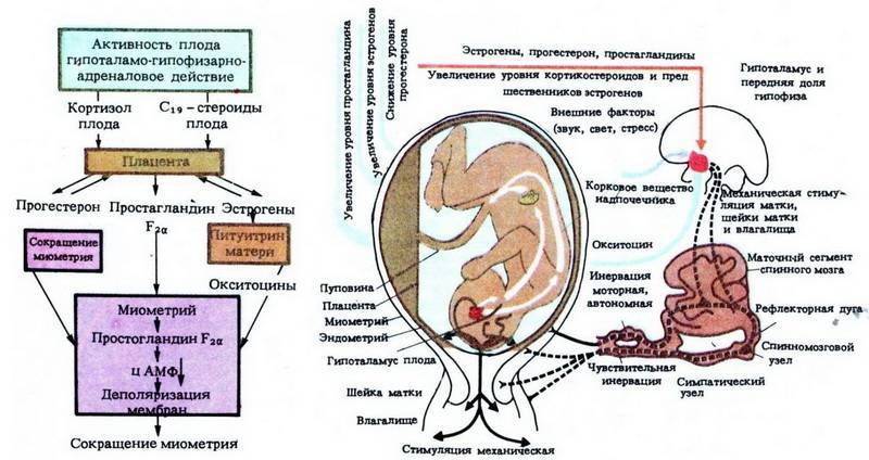 Хирургическая реконструкция рубца на матке во время беременности. показания, условия и риски