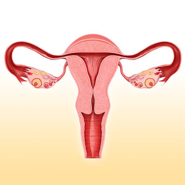 Беременности при гиперплазии эндометрия: возможность зачатия и вынашивания, отзывы ️