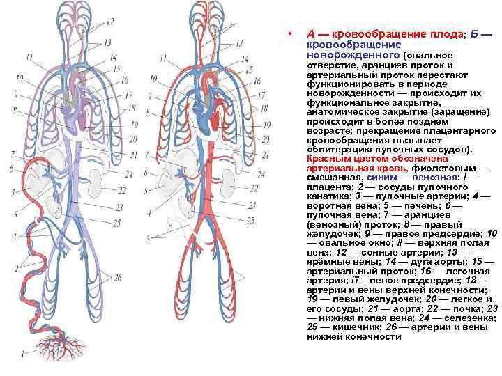 Кровообращение плода: особенности анатомии, схема и описание гемодинамики