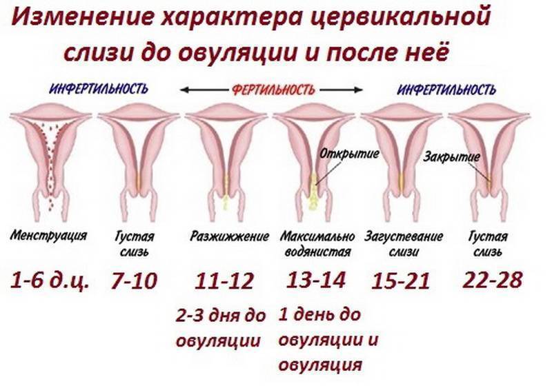 Менструальный цикл. как рассчитывать. лечение нарушений менструального цикла