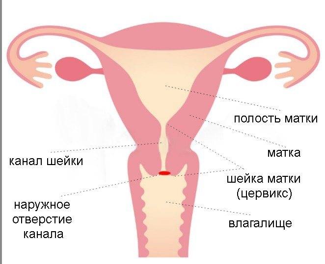 Двурогая матка и беременность