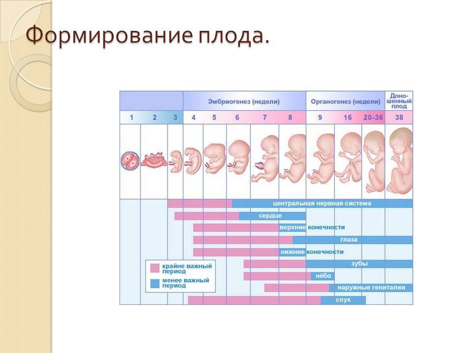 Неделя беременности что происходит. Плод на 4 неделе беременности от зачатия. Плод 3-4 недели беременности размер плода. Зародыш на 4 неделе беременности размер плода. Эмбрион 4 недели размер плода.