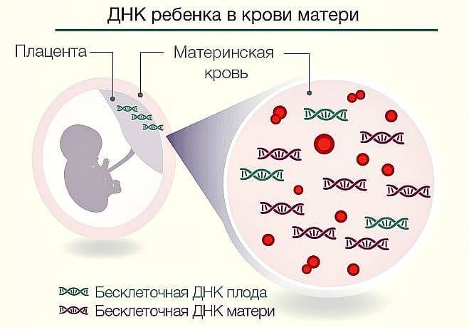 Определение резус-фактора плода по крови беременной женщины: исследования в лаборатории kdlmed