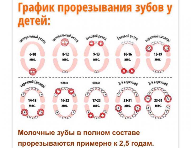 Смена молочных зубов у детей - когда выпадают молочные зубы? что делать родителям при смене зубов?