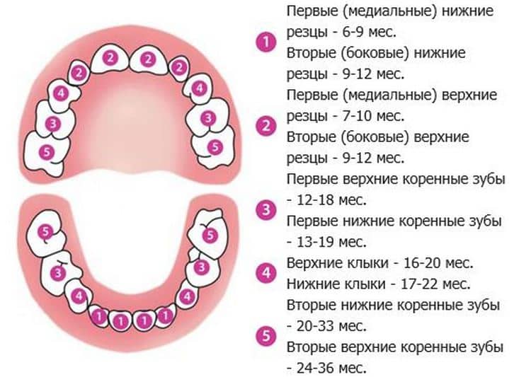 Порядок прорезывания молочных и постоянных коренных зубов у детей до года: схема, сроки и возраст для младенцев и грудничков