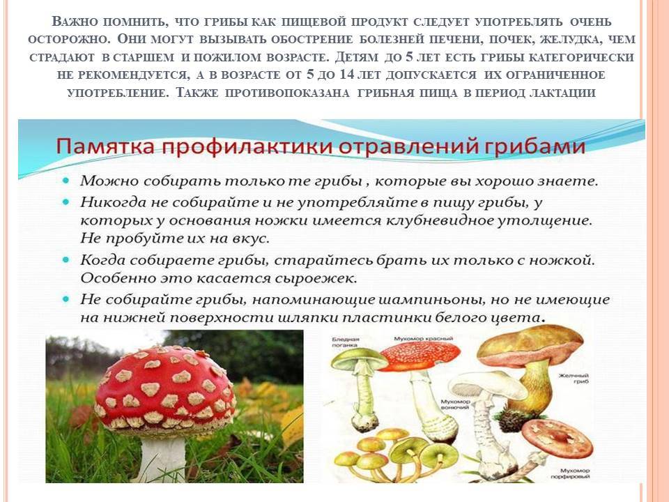 Можно ли грибной суп ребенку 2 года - vosvet.ru