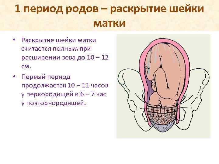 Раскрытие шейки матки при родах: как начинается, на сколько пальцев должна раскрыться? - детская клиническая больница г. улан-удэ