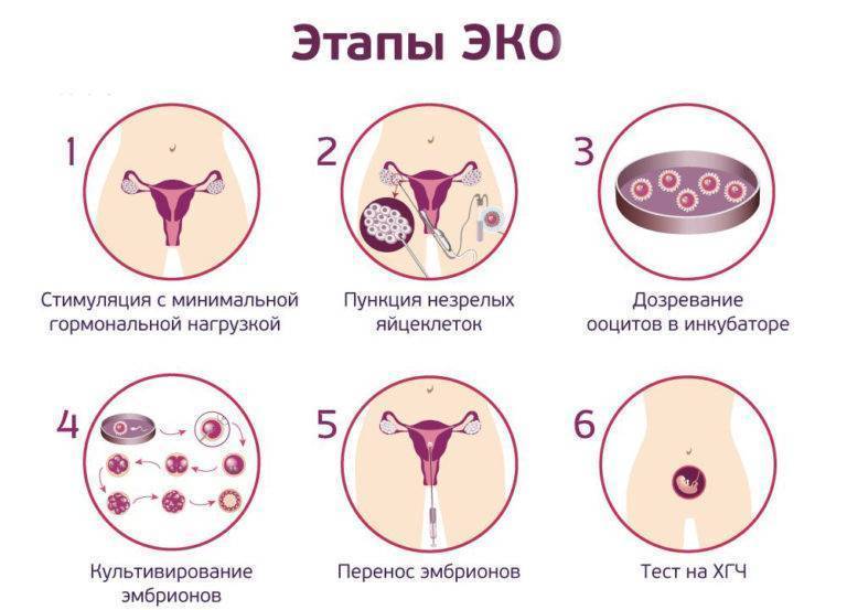 Эко с донорской яйцеклеткой: стоимость в москве  эко с донорскими ооцитами | клиника «за рождение»