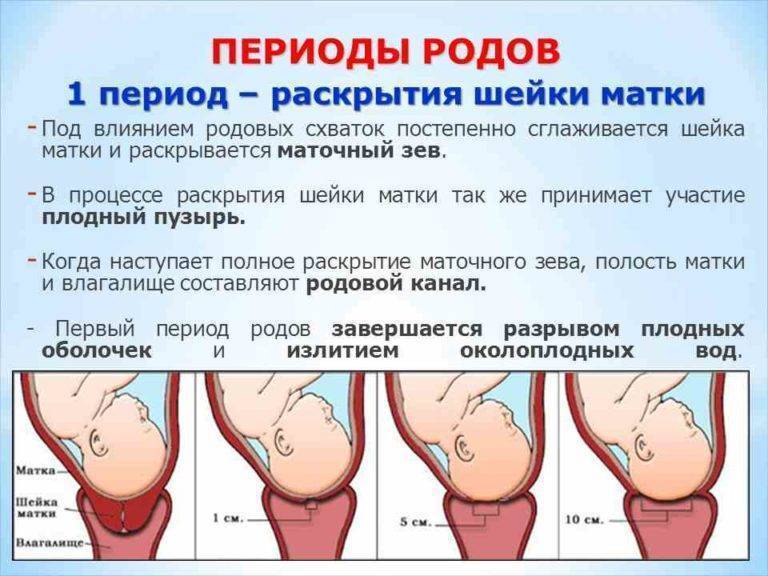 Шейка матки, раскрытие 2 пальца когда рожать, стадии раскрытия, анатомические особенности