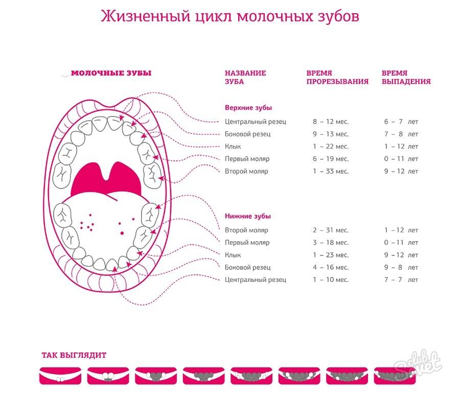 Зубы у детей: порядок прорезывания молочных и коренных элементов, схема, как они прорезываются у ребенка, сроки, возраст и симптомы для грудничков и малышей до года