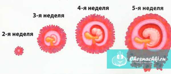 Беременность 5-6 недель. плодное яйцо. этапы развития