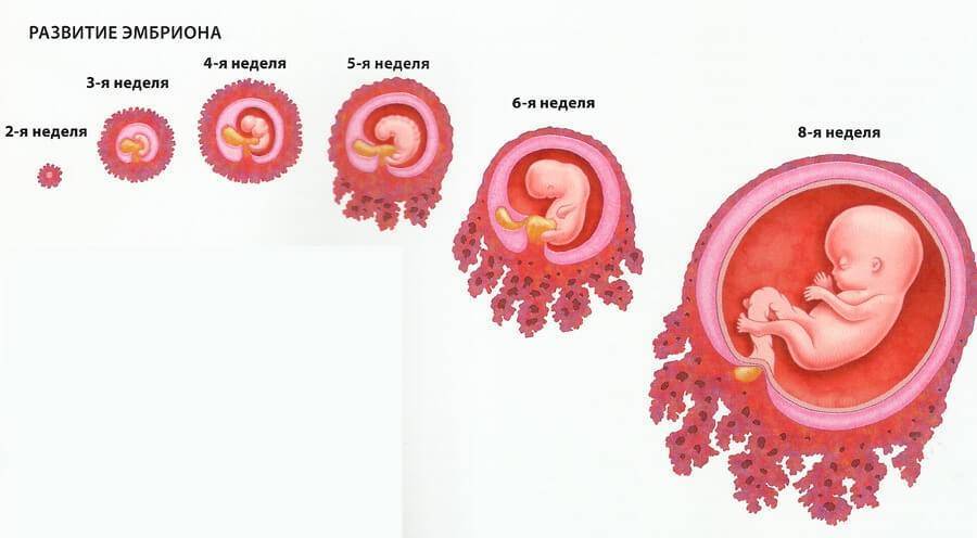 Что ощущает женщина на ранних сроках беременности | диаметр плодного яйца