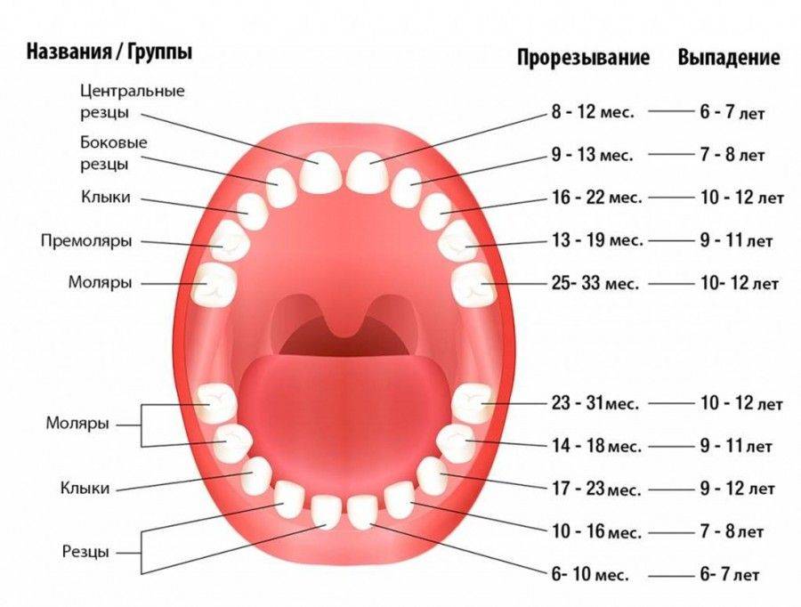 Выпадают зубы: что делать если выпал передний зуб, причины выпадения коренных, нижних, молочных зубов у детей