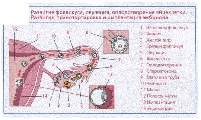 Какого размера должен быть фолликул | размер фолликула по дням - портал пробирка.орг