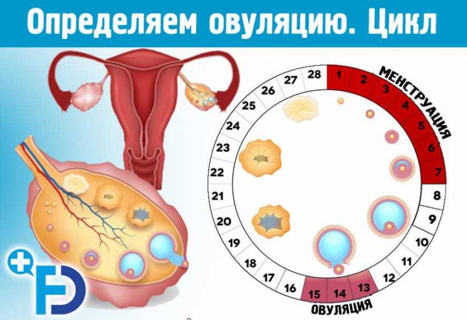 Когда наступает у женщины овуляция и что это такое, сколько дней в норме длится и как понять, что она наступила?
