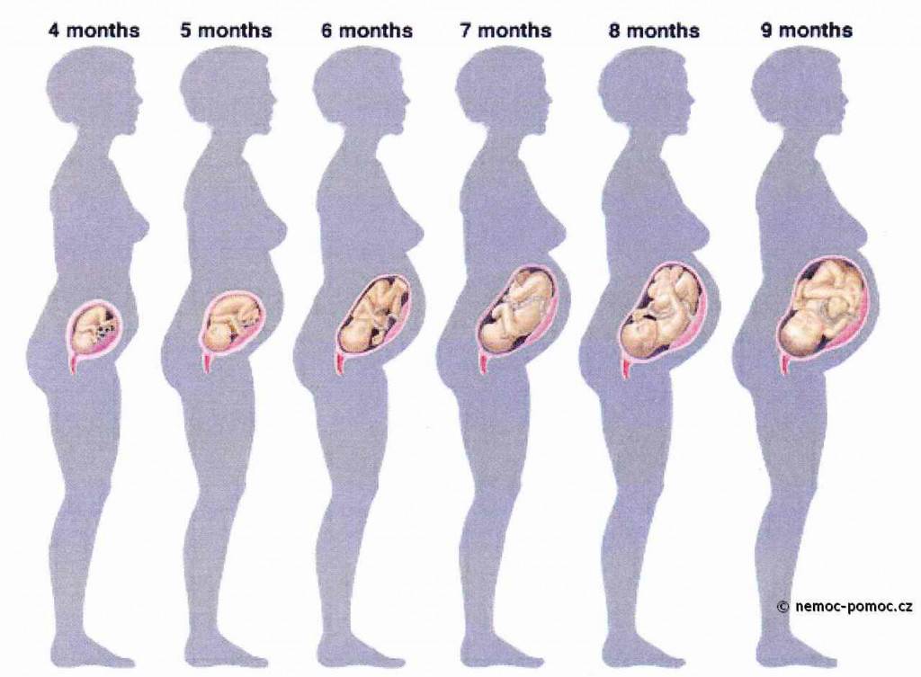 Шестой месяц беременности   | материнство - беременность, роды, питание, воспитание