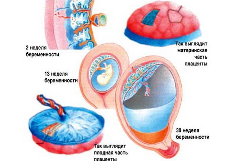 Беременность день за днём, неделя за неделей. как развивается эмбрион