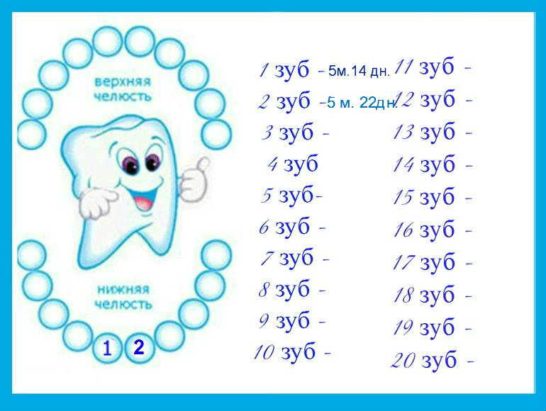 Порядок прорезывания молочных и постоянных зубов у детей
